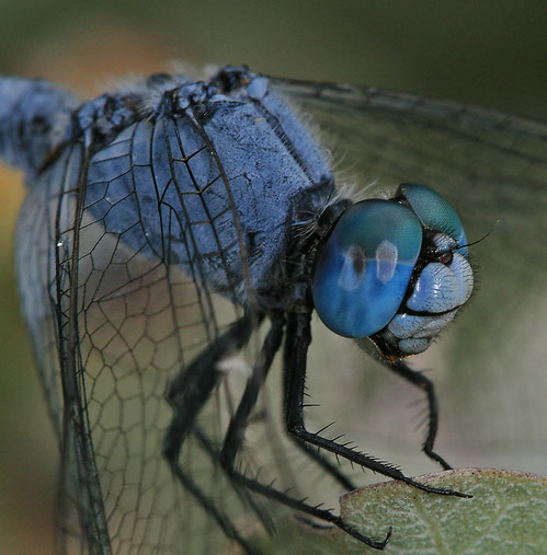 macro photograph of a blue dragonfly