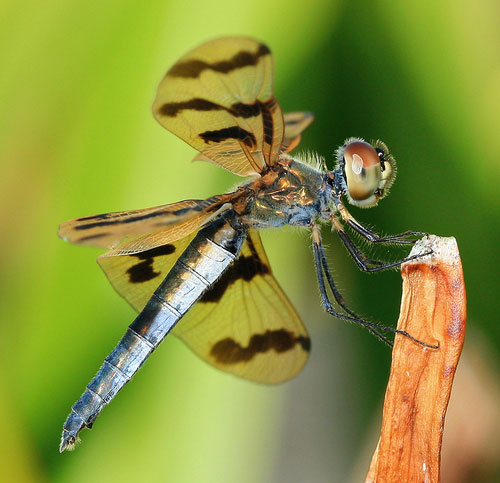 full bodied dragonfly image