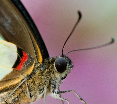 Butterfly macro photograph