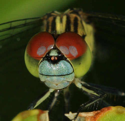 macro photograph of a dragonfly face