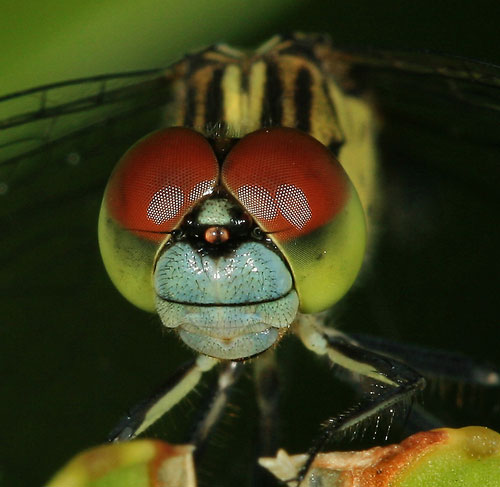 Difference between macro micro and close up photography