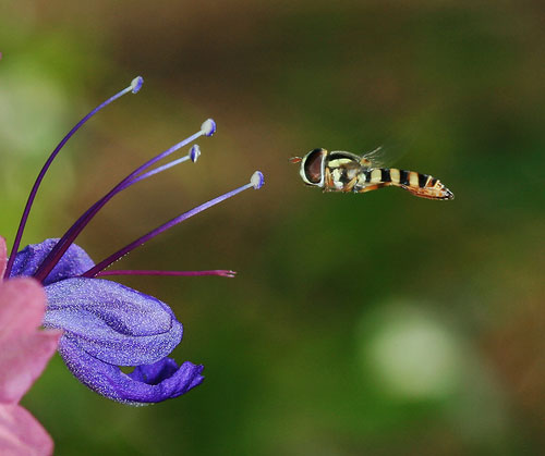 macro example of a hoverfly insect in flight