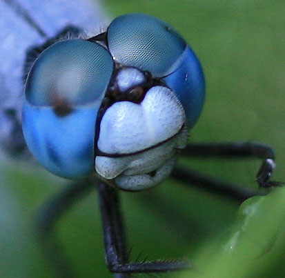 macro dragonfly