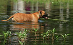 300mm-example-large5.jpg