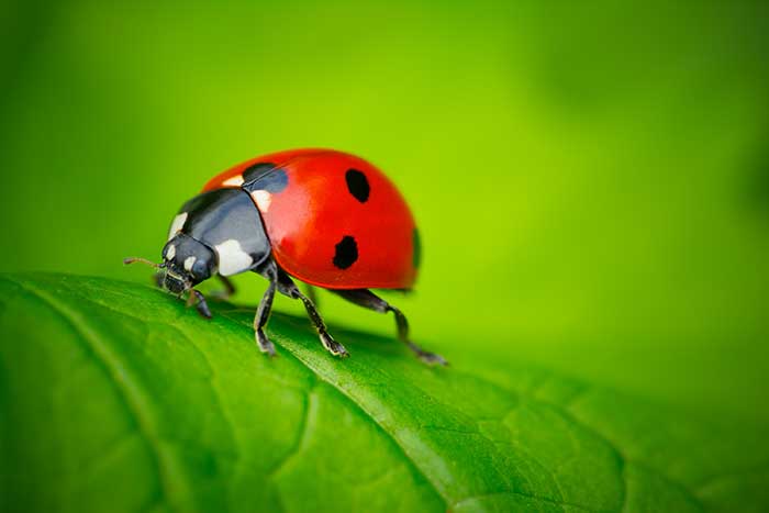 Learn essential tips for shooting ladybugs