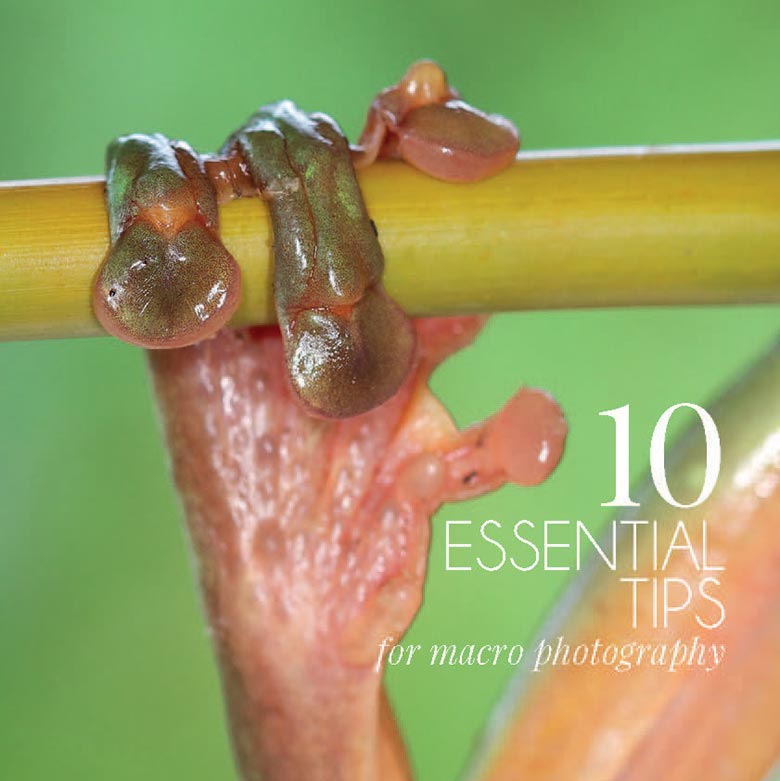 Best macro essential tips for stunning photos