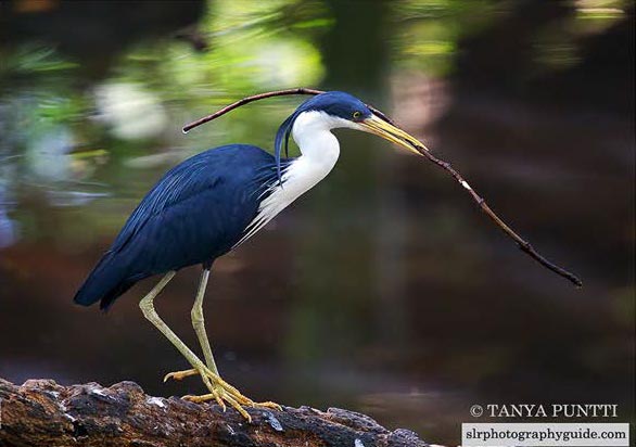 photograph wildlife action.