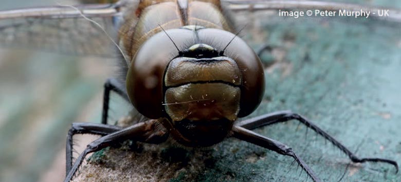 Best essential tips for macro photo of a dragonfly