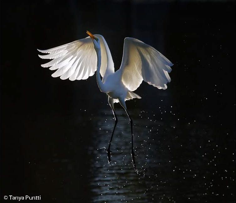 Wildlife photography with backlight.