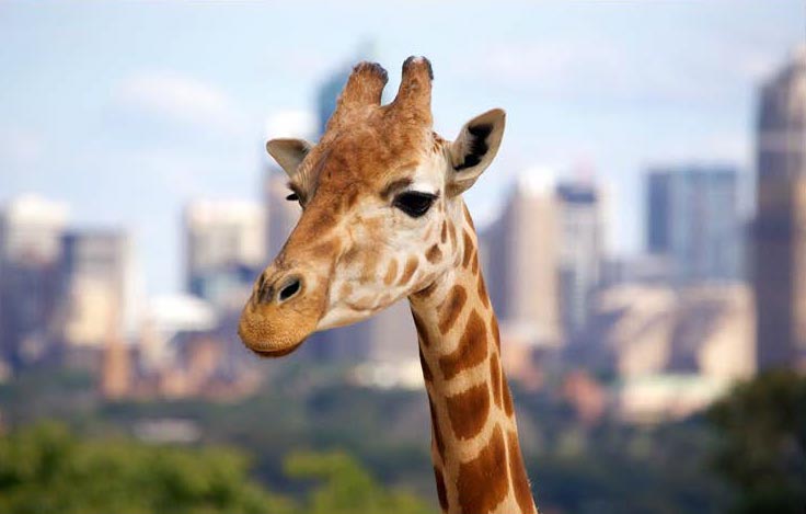 telephoto lens used to take image of giraffe