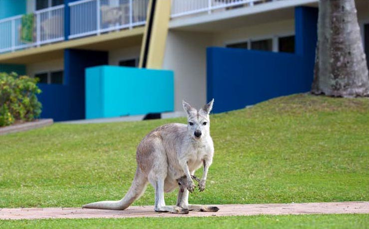 telephoto lens used to take image of kangaroo