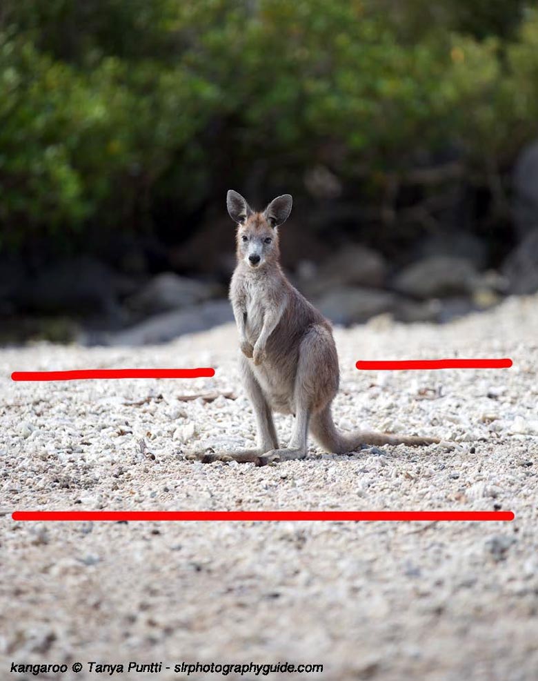 kangaroo image