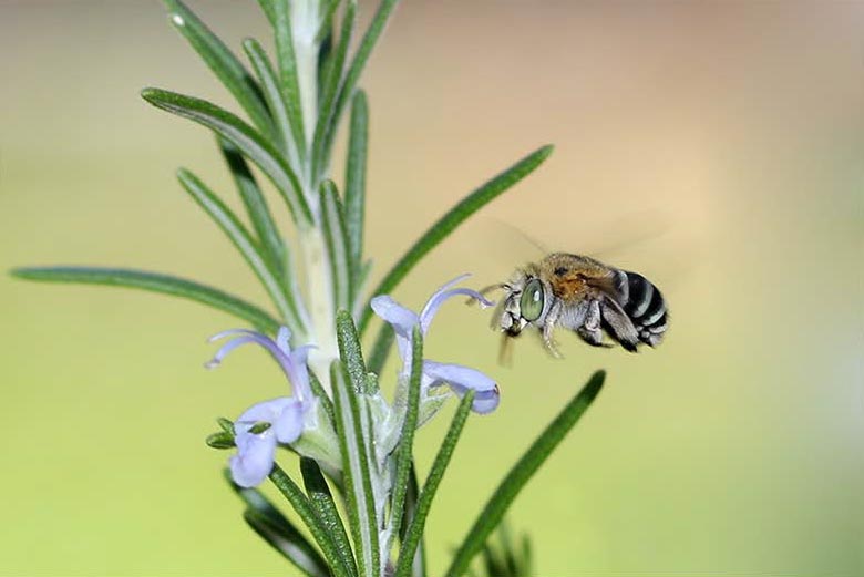 Macro photography shot of a blue banded bee