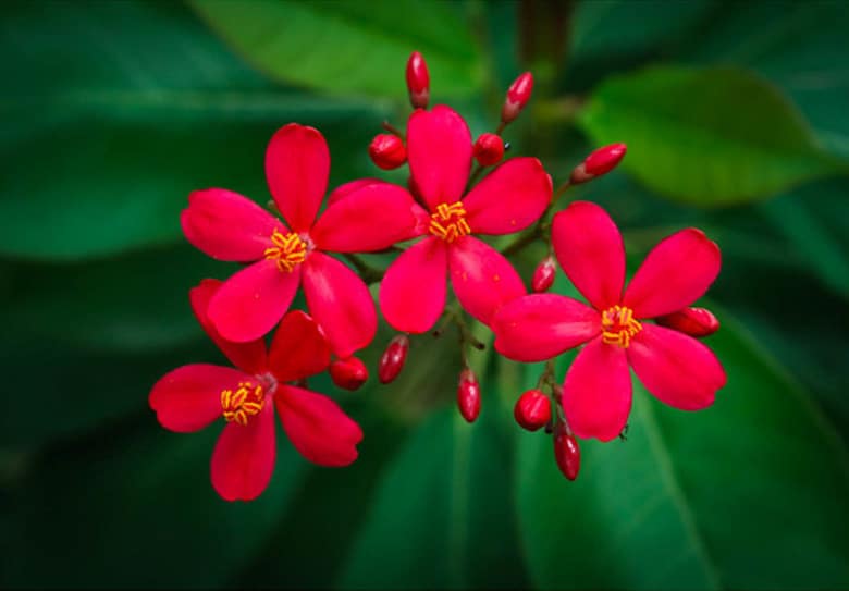 Camera settings of f/5.6 for flowers on an overcast day