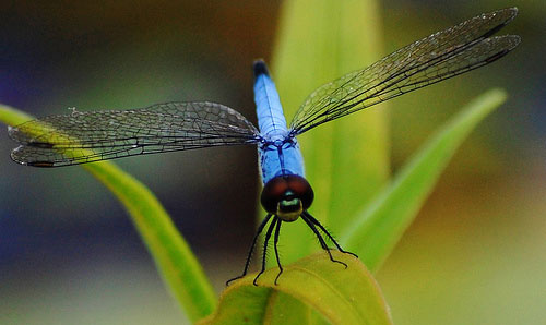 example of a close up photograph