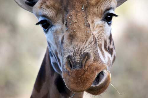 animal photography - giraffe closup crop