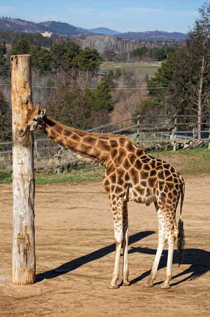 zoo photography - giraffe