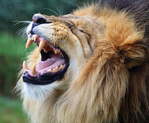 zoo photography - lion