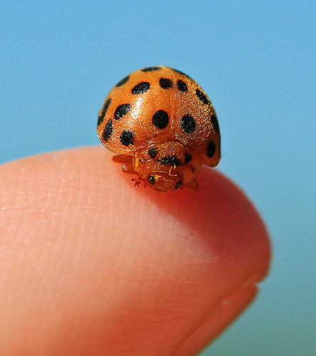 macro, micro close up - image ladybug photographed with macro lens
