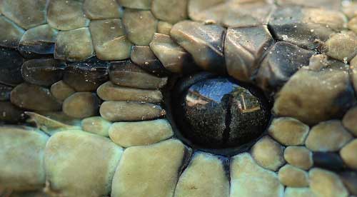 macro photograph showing a snake eye