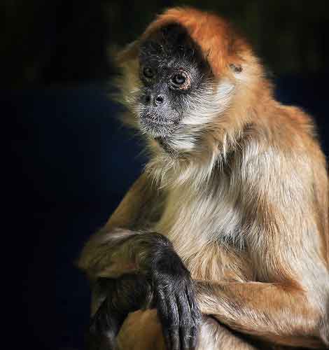 zoo photography - monkey