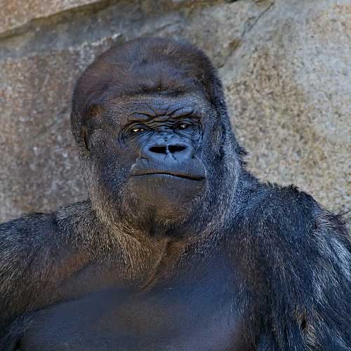 zoo photography - silverback gorilla