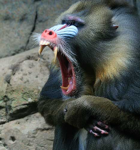 yawning monkey at zoo
