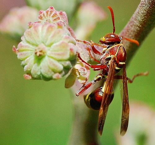 example of photo taken with Nikon 105mm f/2.8G ED-IF AF-S VR Micro-Nikkor Lens