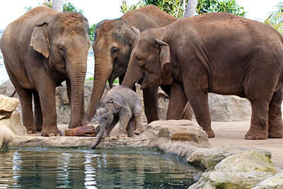 Get accepted into shutterstock. Baby elephant stock photo.