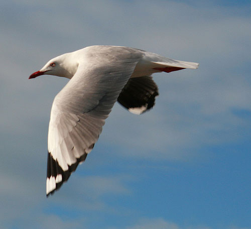 Photograph flying birds example 1.