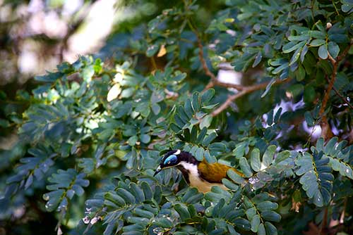 bird in tree picture