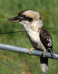 Camera lenses for bird photography. Photograph of bird taken with 300mm lens