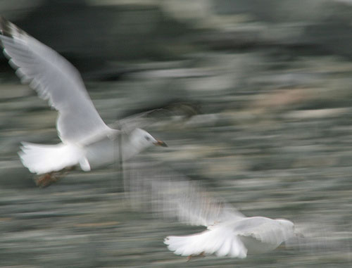 Photograph flying birds example with slower shutter speed