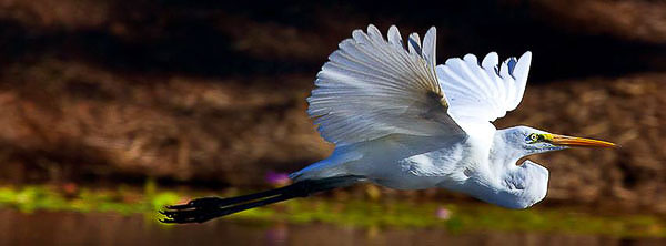 bird photo