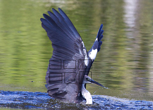 AF points for bird photography