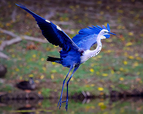 Bird Photography for beginners. Bird image.