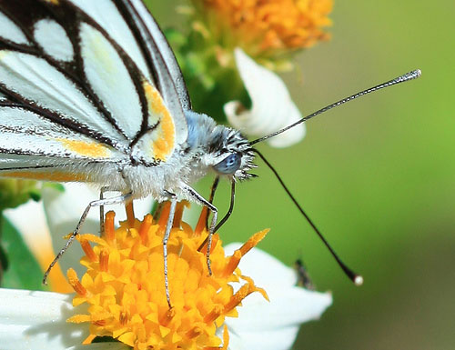 example photo Canon EF 100mm f/2.8 Macro lens