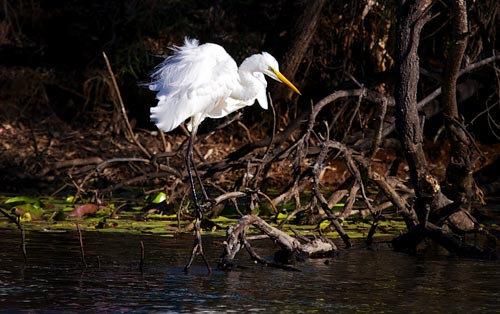 photograph animals. cropped animal photo