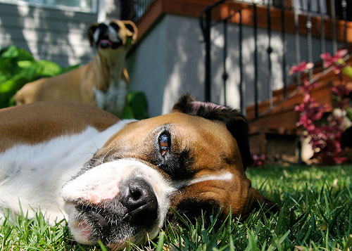 How to photograph your dog, dog photography