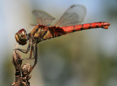 dragonfly macro taken with Canon EF 100mm f/2.8 Macro lens