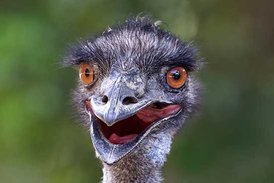 emu photo