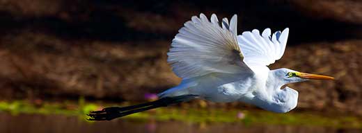 Bird Photography. Flying bird image