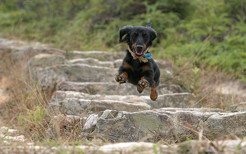 photograph of a dog