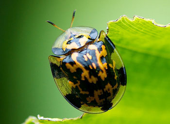 lady bug macro