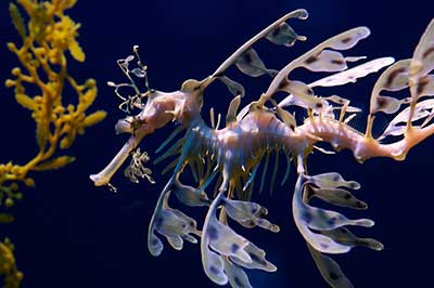 Aquarium Photography. seahorse photograph