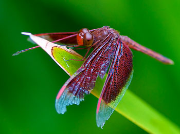 red dragonfly macro