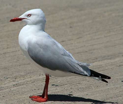 photograph of seagull