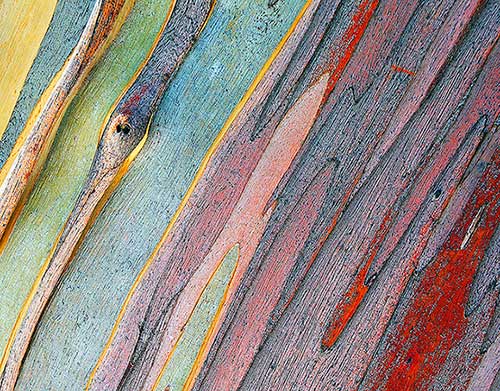 abstract of snow gum