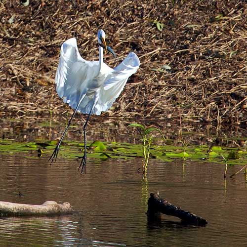 white bird catching fish photograph