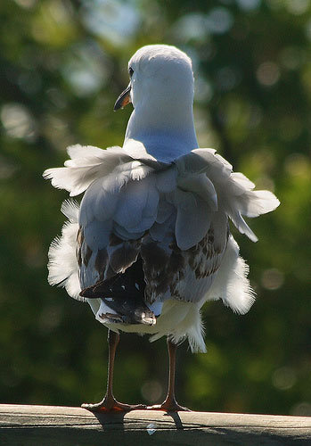 example of bokeh with Canon EF 70-300mm IS USM lens